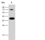 CGREF1 Antibody in Western Blot (WB)