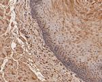 UBA3 Antibody in Immunohistochemistry (Paraffin) (IHC (P))