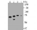 MTA2 Antibody in Western Blot (WB)