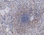 HMGB2 Antibody in Immunohistochemistry (Paraffin) (IHC (P))