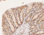 CASK Antibody in Immunohistochemistry (Paraffin) (IHC (P))