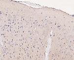 NRG3 Antibody in Immunohistochemistry (Paraffin) (IHC (P))