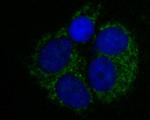 LDHD Antibody in Immunocytochemistry (ICC/IF)