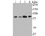DBF4 Antibody in Western Blot (WB)