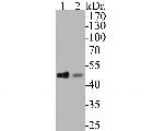 CDC123 Antibody in Western Blot (WB)