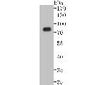 SLC22A3 Antibody in Western Blot (WB)