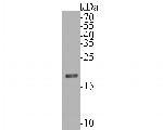 HMGN2 Antibody in Western Blot (WB)