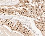 SUPT5H Antibody in Immunohistochemistry (Paraffin) (IHC (P))