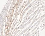 SUPT5H Antibody in Immunohistochemistry (Paraffin) (IHC (P))