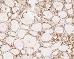 SUPT5H Antibody in Immunohistochemistry (Paraffin) (IHC (P))