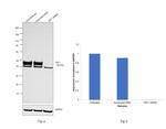 TEF1 Antibody in Western Blot (WB)