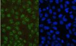 PAX5 Antibody in Immunocytochemistry (ICC/IF)