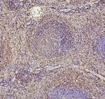 PAX5 Antibody in Immunohistochemistry (Paraffin) (IHC (P))