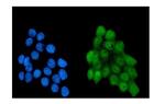 NRF1 Antibody in Immunocytochemistry (ICC/IF)