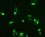 HMG4 Antibody in Immunocytochemistry (ICC/IF)