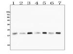 CFL2 Antibody in Western Blot (WB)