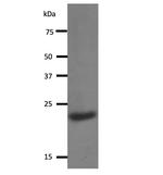 RBM8A Antibody in Western Blot (WB)