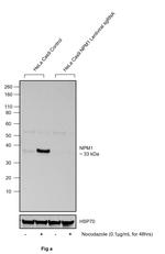 Phospho-NPM1 (Ser4) Antibody in Western Blot (WB)