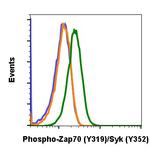 Phospho-ZAP70/Syk (Tyr319, Tyr352) Antibody in Flow Cytometry (Flow)