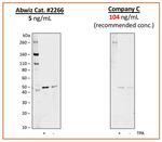 Phospho-MEK1 (Ser298) Antibody in Western Blot (WB)