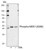 Phospho-MEK1 (Ser298) Antibody in Western Blot (WB)