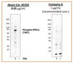 Phospho-PKC alpha (Thr497) Antibody in Western Blot (WB)