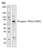 Phospho-PKC alpha (Thr497) Antibody in Western Blot (WB)