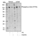 Phospho-c-Cbl (Tyr774) Antibody in Western Blot (WB)