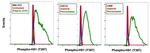 Phospho-HCLS1 (Tyr397) Antibody in Flow Cytometry (Flow)