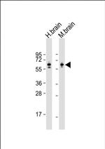 CRMP2 Antibody in Western Blot (WB)