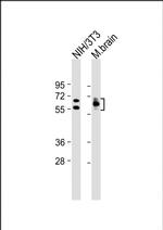 CRMP2 Antibody in Western Blot (WB)