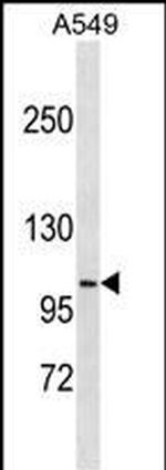 DISC1 Antibody in Western Blot (WB)