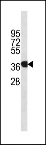 Annexin A1 Antibody in Western Blot (WB)