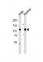 SP1 Antibody in Western Blot (WB)