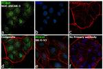 MCK10 Antibody in Immunocytochemistry (ICC/IF)