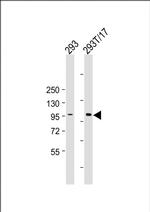 HACE1 Antibody in Western Blot (WB)