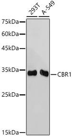CBR1 Antibody in Western Blot (WB)