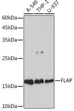 FLAP Antibody in Western Blot (WB)