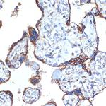 ERP29 Antibody in Immunohistochemistry (Paraffin) (IHC (P))