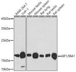 IBA1 Antibody in Western Blot (WB)