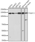 LPIN1 Antibody in Western Blot (WB)