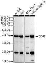 CD48 Antibody in Western Blot (WB)