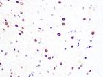 PRP8 Antibody in Immunohistochemistry (Paraffin) (IHC (P))