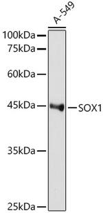 SOX1 Antibody in Western Blot (WB)