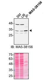 Syntaxin 4 Antibody in Immunoprecipitation (IP)