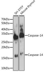 Caspase 14 Antibody in Western Blot (WB)