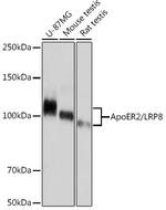 LRP8 Antibody in Western Blot (WB)