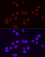Phospho-POLR2A (Ser2) Antibody in Immunocytochemistry (ICC/IF)