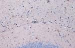 IBA1 Antibody in Immunohistochemistry (Paraffin) (IHC (P))