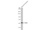 PAX3 Antibody in Western Blot (WB)